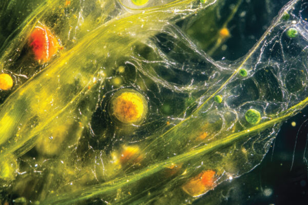 Phytoplankton: The Superheroes of the Ocean