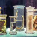 Repository for Conservation