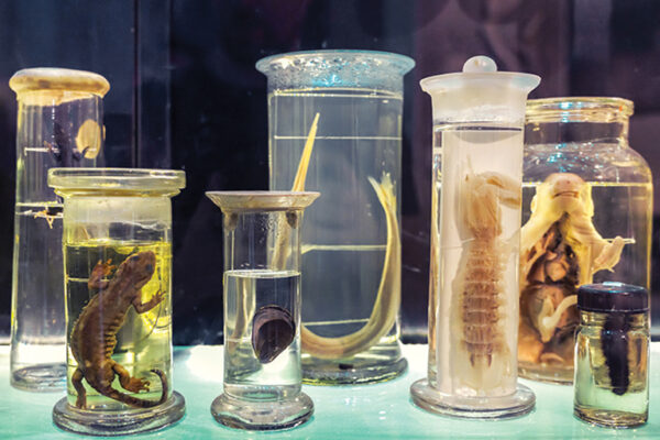 Repository for Conservation