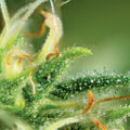 Study on Carnivorous Plants