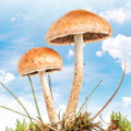 What are fungi?