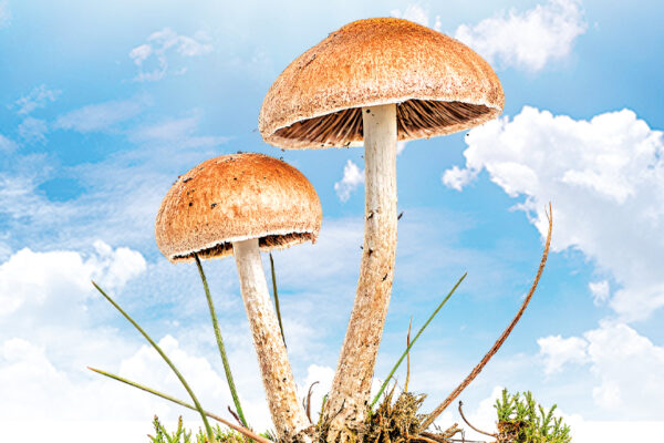 What Are Fungi?