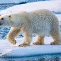 Fine for Disturbing Polar Bears