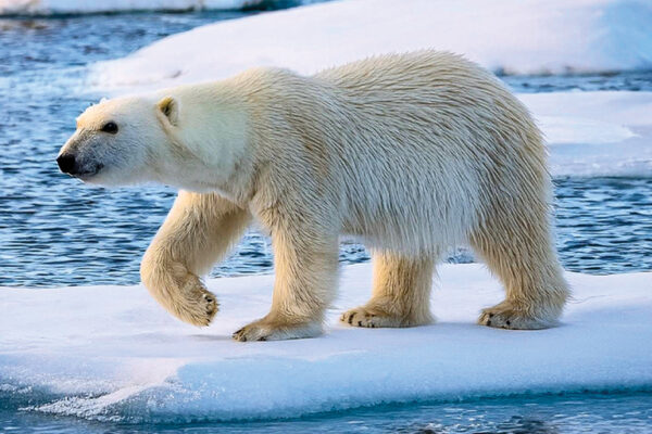 Fine for Disturbing Polar Bears