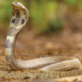 Managing Snakebites in Maharashtra