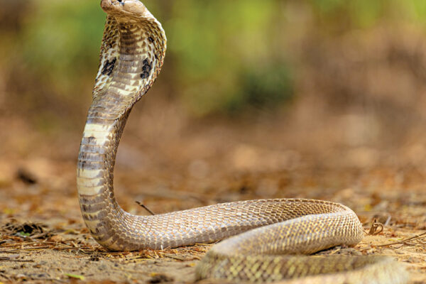 Managing Snakebites in Maharashtra
