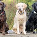 Support for Retired Dogs