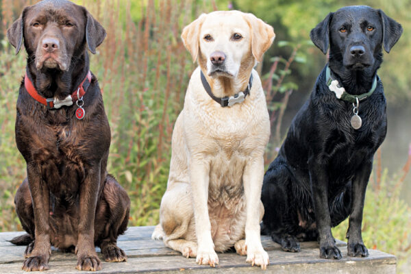 Support for Retired Dogs