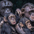 Accents in Chimpanzees - News for Kids