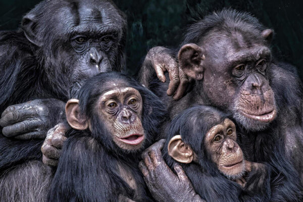Accents in Chimpanzees