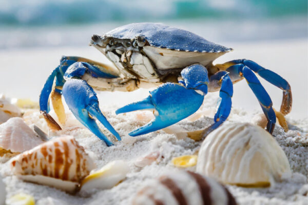Controlling Invasive Crabs