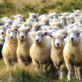 Study on Sheeppox
