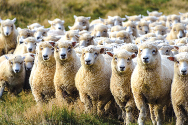 Study on Sheeppox